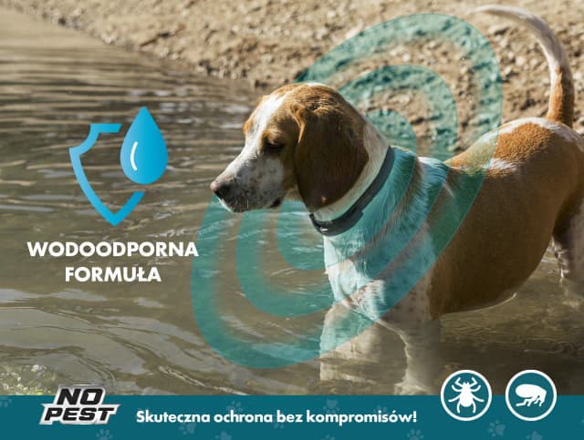 Jak działa obroża antykleszczowa i jak skutecznie chroni Twojego psa