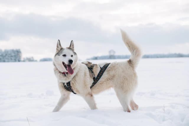 Jakie szelki dla husky zapewnią komfort i bezpieczeństwo Twojemu psu