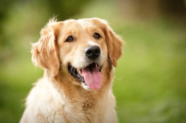 Czy golden retriever nadaje się do bloku? Oto co musisz wiedzieć