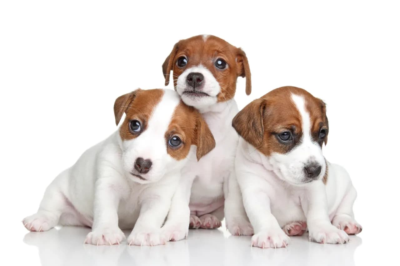Jak wytresować jack russell terrier, aby uniknąć problemów behawioralnych