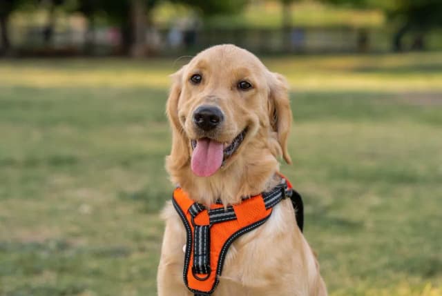 Obroża czy szelki dla golden retrievera - co wybrać dla psa?