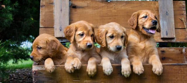 Ile karmy dla szczeniaka golden retriever - uniknij błędów w dawkowaniu