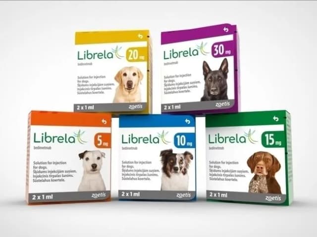 Gdzie kupić librela dla psa? Sprawdź najlepsze miejsca i ceny