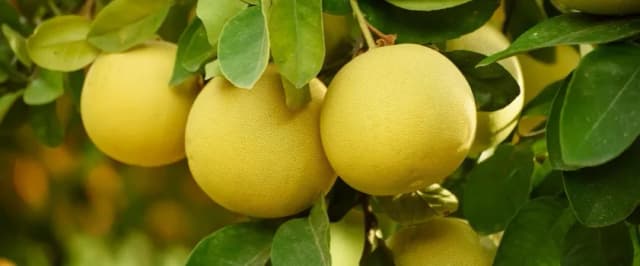 Czy pies może jeść pomelo? Sprawdź ryzyko dla zdrowia pupila