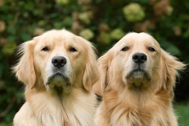 Kiedy rośnie sierść golden retrievera? Kluczowe etapy rozwoju sierści