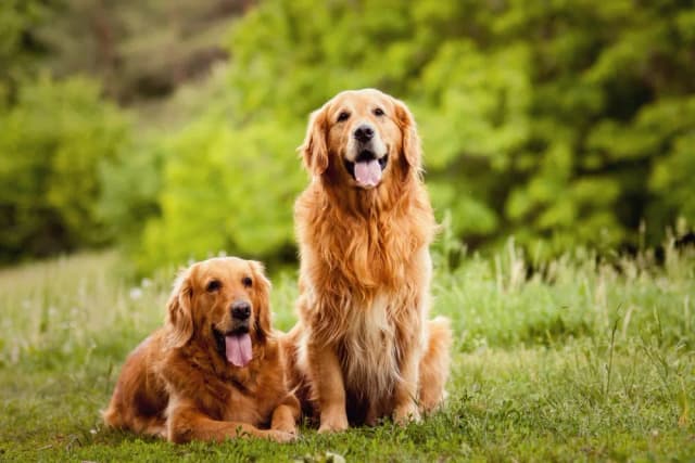 Ile powinien ważyć golden retriever? Sprawdź, czy twój pies jest zdrowy