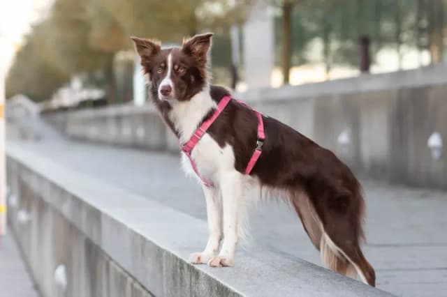 Jaką obrożę dla border collie wybrać, by zapewnić komfort i bezpieczeństwo?