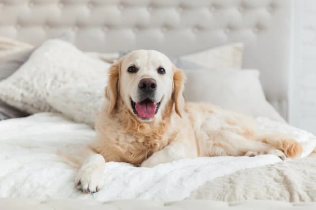 Czy golden retriever może mieszkać w bloku? Oto, co musisz wiedzieć