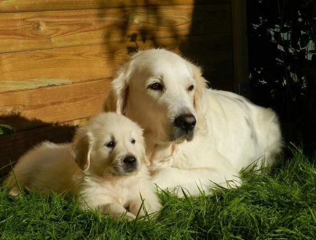 Jak rośnie golden retriever? Kluczowe etapy wzrostu i wagi